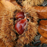 Castagne
