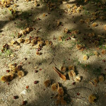 castagne2